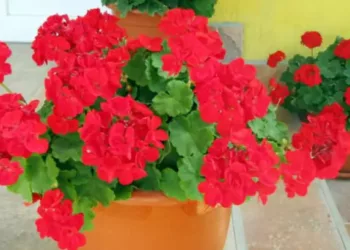 sfaturi pentru muscate frumoase