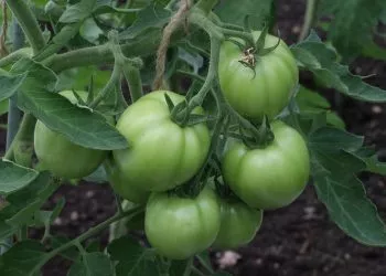 seminte legume