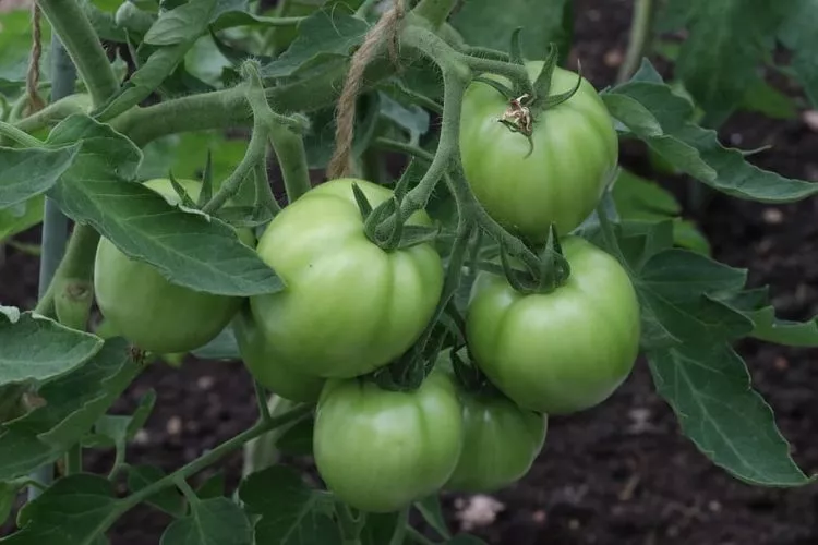 seminte legume
