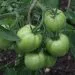 seminte legume