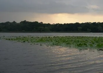 Snagov water lilies