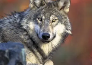 Un studiu arată că prezența oamenilor schimbă comportamentul animalelor sălbatice