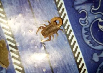 Peptide din veninul de scorpion, cercetate pentru tratarea bolilor hepatice