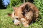 Chihuahua au gene de coiot, descoperă studiul genetic de la Stanford