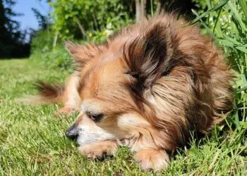 Chihuahua au gene de coiot, descoperă studiul genetic de la Stanford