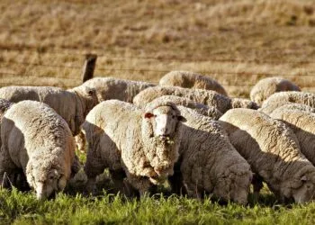 Crescătorii de ovine și caprine protestează în fața Guvernului
