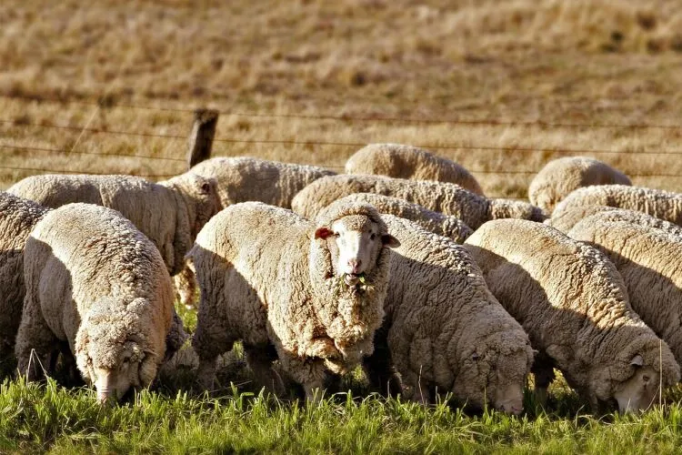 Crescătorii de ovine și caprine protestează în fața Guvernului
