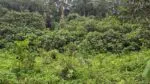 Fostă plantație din Australia, transformată în pădure tropicală în zece ani