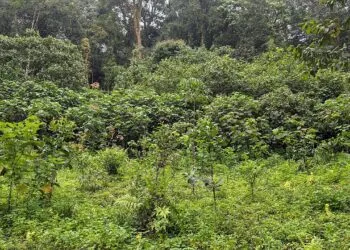 Fostă plantație din Australia, transformată în pădure tropicală în zece ani