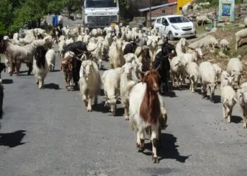 Cinci state UE cer măsuri urgente pentru crescătorii de oi și capre
