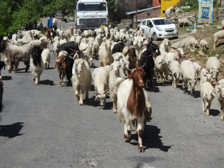 Cinci state UE cer măsuri urgente pentru crescătorii de oi și capre