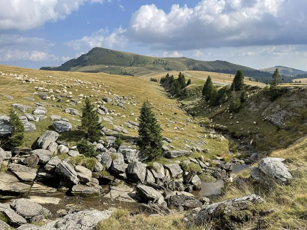 UE aprobă planul României pentru reluarea exporturilor de ovine și caprine