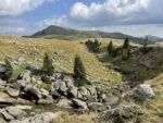 UE aprobă planul României pentru reluarea exporturilor de ovine și caprine
