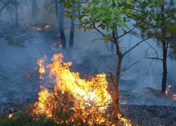 Incendiul din Parcul Domogled-Valea Cernei continuă după o lună de lupte