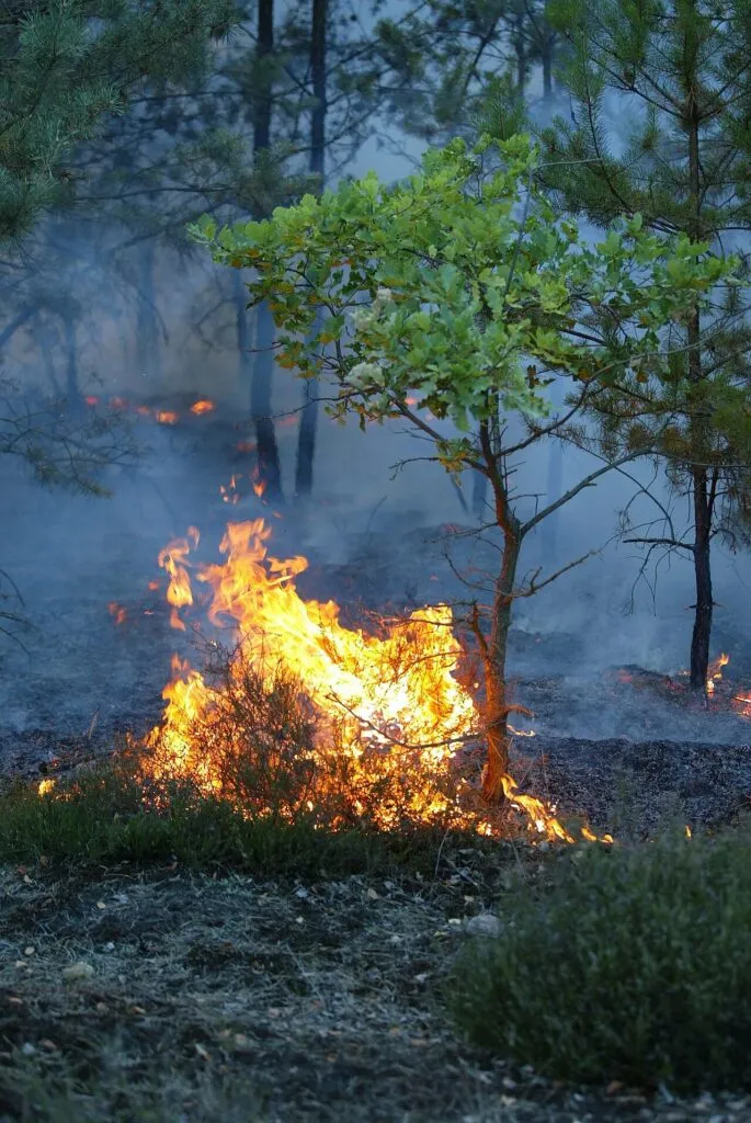 Incendiul din Parcul Domogled-Valea Cernei continuă după o lună de lupte