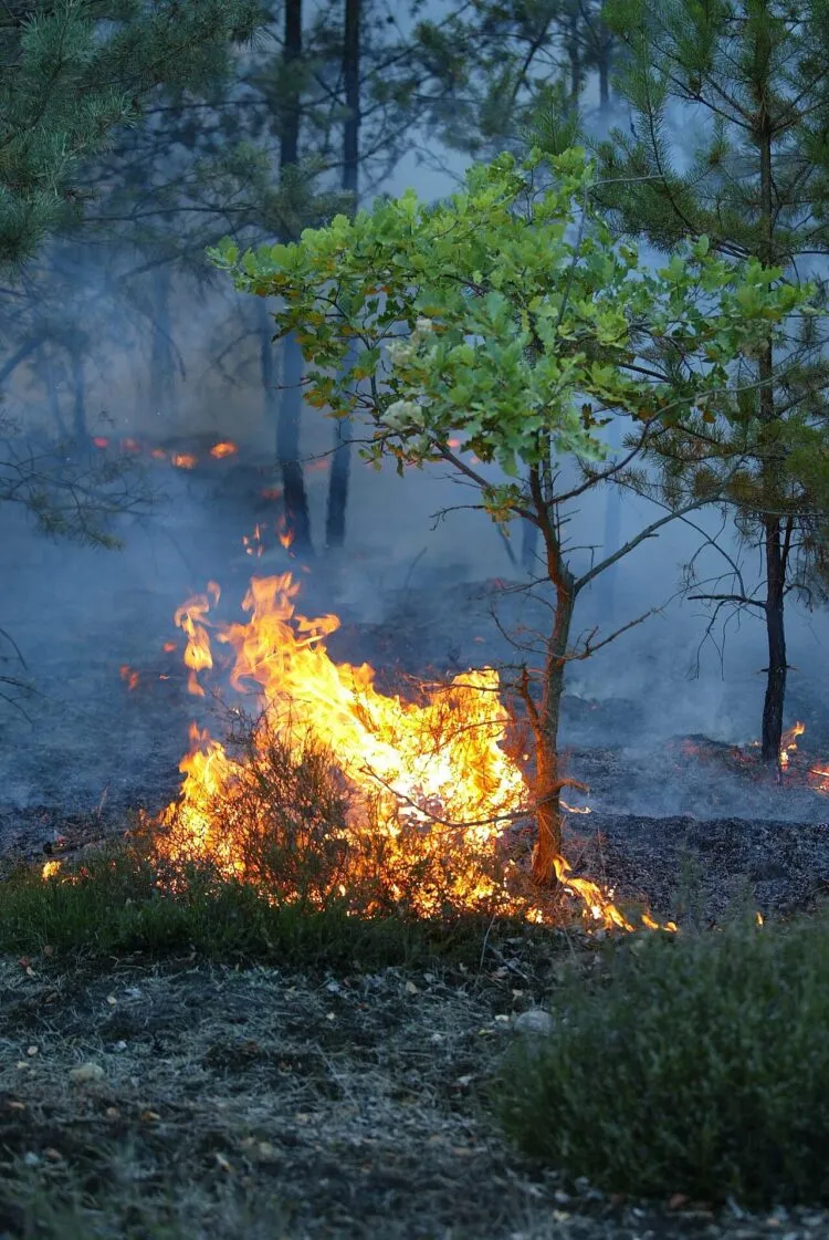 Incendiul din Parcul Domogled-Valea Cernei continuă după o lună de lupte