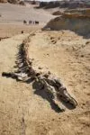 Craniu de crocodil din Egipt, reclasificat după aproape un secol