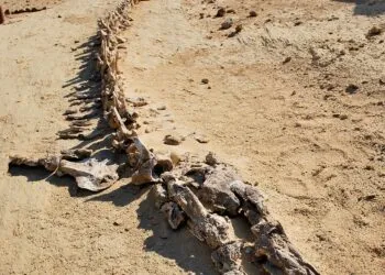 Craniu de crocodil din Egipt, reclasificat după aproape un secol