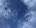 Cum se orientează porumbeii voiajori și unde ajung cei pierduți